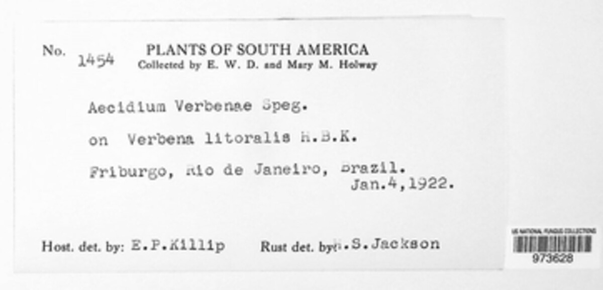 Aecidium verbenae image